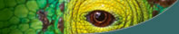 Wildlife Photos